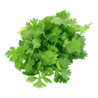 Cilantro Leaves