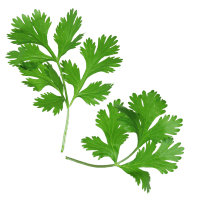 Cilantro