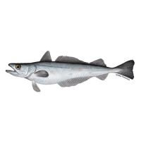 Hake