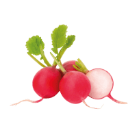 Radish