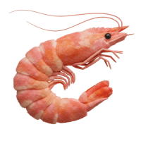Shrimp