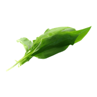Wild Garlic Leaves