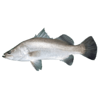 barramundi
