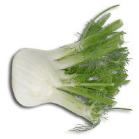 fennel bulb