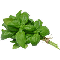 fresh basil