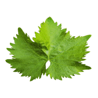 vine leaves