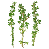 Fresh Thyme