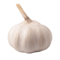 Garlic Bulb